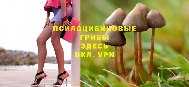 Галлюциногенные грибы Magic Shrooms  площадка наркотические препараты  Калачинск 